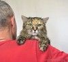 Рыжик и Вася в поиске дома