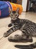 Милые, ласковые котята Марсик и Темочка в добрые руки