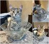 Три маленьких котенка девочки ищут своих хозяев 