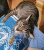 Доброе сердце для кошки Ириски.