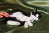 Котенок черно-белый мальчик ищет дом.