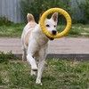 Помогите Рею обрести семью!