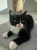 Маленький чёрно-белый котёнок в добрые руки