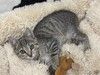 Микки-котенок мечты для вашей семьи!