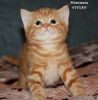 Британские котята красный мрамор из питомника.