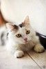 Кошка Маруся ищет дом одним животным.