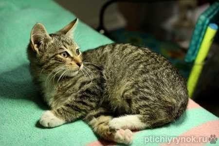 Ручной и ласковый полосатый котенок Смородинка в дар