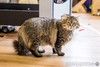 Ищет лучшую семью котик Егор.
