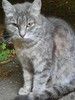 Кошке Дымке (2 года) нужен дом