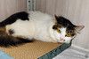 Кошечка Кассиопея в добрые руки