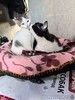 Мама-кошка с котенком-девочкой в добрые руки