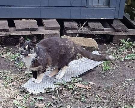 Молодая кошечка Люся ищет дои!