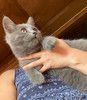 Крупный мурчаливый котёнок Донни в дар. 4,5 месяца