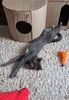 Котёнок Томас ищет дом!