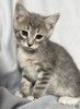 Котята ищут дом.