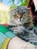 Надоевшая игрушка, шотландская кошечка Луша ищет дом