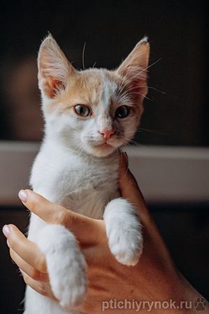 Котята Симба и Пуфик ищут дом!