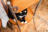 Золотоглазая красавица черно-белая кошка Стасия в добрые руки