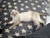 Тайский котенок Пацан в добрые руки