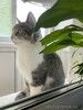 Кошечка Лапа, милое создание очень хочет вернуться домой!