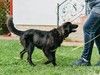 Щенок-подросток Бетти ищет своего человека 
