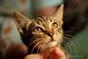 Ручной и ласковый полосатый котенок Смородинка в дар