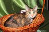Котенок девочка трехцветная Флора, 2 месяца, ищет дом