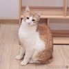 Шилопопый рыжий кот Шустрик ищет дом