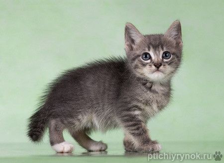 Котята-тигрята в поисках дома