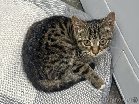Ищет дом очаровательный тигровый котёнок Маня 