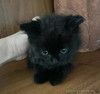 Маленький чёрненький котёнок в добрые руки
