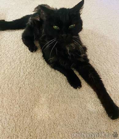 Красавица и умница кошка Багира в добрые руки!