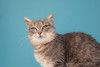 Молодая красавица-кошка с подводкой на глазах Графиня Шишкина