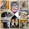 Совсем маленькие котята мальчики и девочки в добрые руки