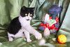 Котёнок Паня с круглой мордочкой в добрые руки