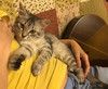 Серебряный котёнок Сильва в добрые руки