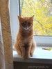 Рыжая красавица Нюша в добрые руки!