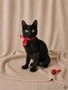 Котёнок-позитив ищет Дом!