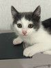 Маленький светлый котёнок в дар