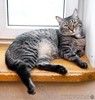 Полосатый ласковый кот Шпрот в добрые руки