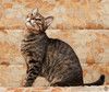 Кошечка Мотя мечтает о доме!