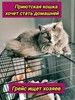 Грейс, чьё имя означает «Благодать», ищет свой дом.