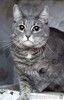 Голубая кошка Мася в добрые руки