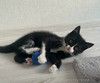 Маленький чёрно-белый котёнок в добрые руки