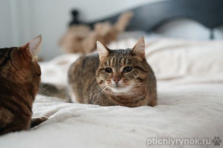 Ищем дом для слепой кошечки Сони! 