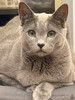 Кот породы русский голубой Джони в добрые руки