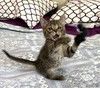 Особенный котёнок Гномик в самые добрые руки