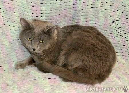 Ясон, кот-подкидыш, который всё ещё ждёт своего человека