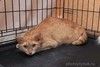 Пончик и Батончик ищут свой дом!