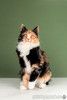 Пушистый котенок Ириска — метис мейн-куна и сибирской в добрые руки